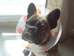 Génia Carcan Funcol Rouge 25 Cm