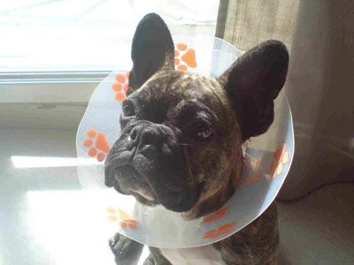 Génia Carcan Funcol rouge 25 cm Génia Carcan Funcol Rouge 25 Cm -Animaux Fourniture Magasin 020311 161018 PEEL kQgZku 10