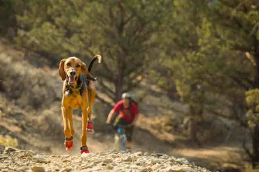 Ruffwear Bottines Grip Trex Rouge 51 mm - Destockage Ruffwear Bottines Grip Trex Rouge 51 Mm - Destockage -Animaux Fourniture Magasin bottines ruffwear grip trex rouge 51 mm4