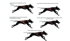 I-Dog Harnais X-Back One L -Animaux Fourniture Magasin harnais x bag one idog 6