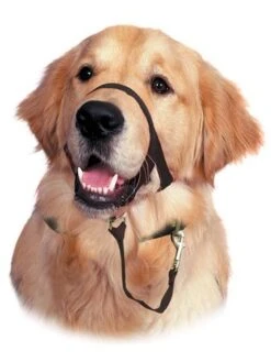 Licol De Dressage Halti Noir T.2