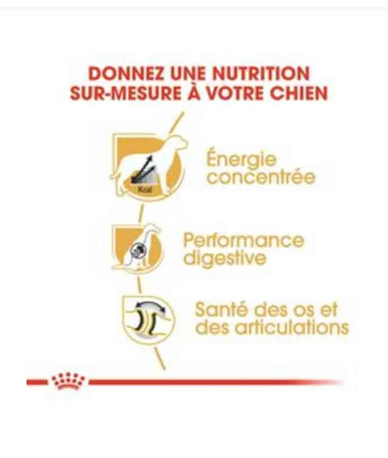 Royal Canin Dogue Allemand Adult 12 kg Royal Canin Dogue Allemand Adult 12 Kg -Animaux Fourniture Magasin royal canin dogue allemand adult 12 kg2