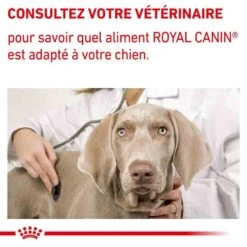 Royal Canin Veterinary Neutered Adult Dog 9 Kg -Animaux Fourniture Magasin royal canin veterinary neutered adult dog 9 kg 8