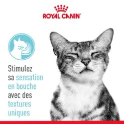 Royal Canin Sensory Feel En Gelée Pour Chat 12 X 85 G -Animaux Fourniture Magasin royal canin sensory feel en sauce pour chat 12 x 85 g 1