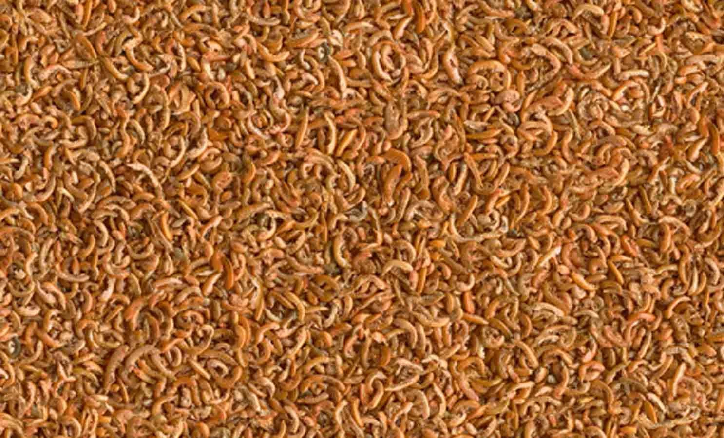 Tetra Grammarus 250 ml - Destockage Tetra Grammarus 250 Ml - Destockage -Animaux Fourniture Magasin tetra grammarus 250 ml2