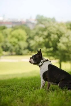 Animaux Fourniture Magasin -Animaux Fourniture Magasin tickless mini dog blanc rechargeable3