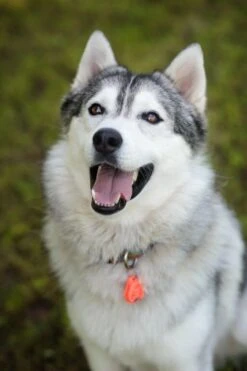 Tickless Pet Orange à Pile -Animaux Fourniture Magasin tickless pet orange pile3 1