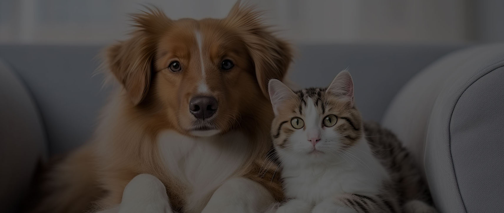 Animaux Fourniture Magasin -Animaux Fourniture Magasin uoo