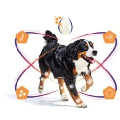 Virbac Movoflex Chien S -Animaux Fourniture Magasin virbac movoflex chien s 4